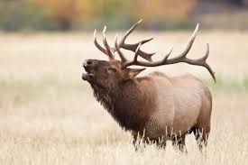 A bull elk in a field.